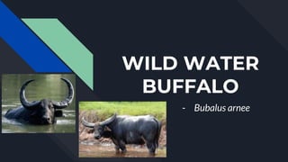 WILD WATER
BUFFALO
- Bubalus arnee
 