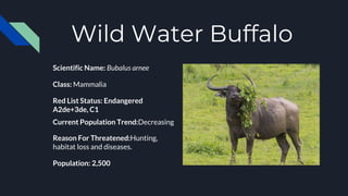 Wild Water Buffalo
Scientific Name: Bubalus arnee
Class: Mammalia
Red List Status: Endangered
A2de+3de, C1
Current Population Trend:Decreasing
Reason For Threatened:Hunting,
habitat loss and diseases.
Population: 2,500
 