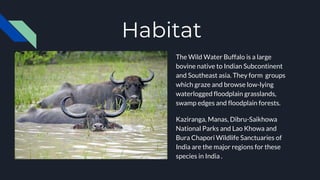 Habitat
The Wild Water Buffalo is a large
bovine native to Indian Subcontinent
and Southeast asia. They form groups
which graze and browse low-lying
waterlogged floodplain grasslands,
swamp edges and floodplain forests.
Kaziranga, Manas, Dibru-Saikhowa
National Parks and Lao Khowa and
Bura Chapori Wildlife Sanctuaries of
India are the major regions for these
species in India .
 