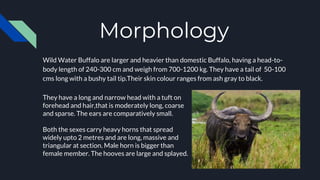 Morphology
Wild Water Buffalo are larger and heavier than domestic Buffalo, having a head-to-
body length of 240-300 cm and weigh from 700-1200 kg. They have a tail of 50-100
cms long with a bushy tail tip.Their skin colour ranges from ash gray to black.
They have a long and narrow head with a tuft on
forehead and hair,that is moderately long, coarse
and sparse. The ears are comparatively small.
Both the sexes carry heavy horns that spread
widely upto 2 metres and are long, massive and
triangular at section. Male horn is bigger than
female member. The hooves are large and splayed.
 
