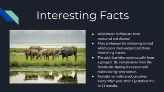Interesting Facts
● Wild Water Buffalo are both
nocturnal and diurnal.
● They are known for wallowing in mud
which cools them and protect them
from biting insects.
● The adult bachelor males usually form
a group of 10, remain away from the
female clan during dry season and
mates during rainy season.
● Females normally produce calves
every other year, after a gestation of 9
to 11 months.
 