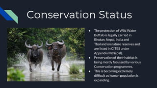 Conservation Status
● The protection of Wild Water
Buffalo is legally carried in
Bhutan, Nepal, India and
Thailand on nature reserves and
are listed in CITES under
Appendix III(Nepal).
● Preservation of their habitat is
being mostly focussed by various
Conservation programmes.
● This is becoming extremely
difficult as human population is
expanding .
 