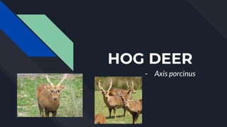 HOG DEER
- Axis porcinus
 