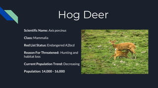 Hog Deer
Scientific Name: Axis porcinus
Class: Mammalia
Red List Status: Endangered A2bcd
Reason For Threatened: Hunting and
habitat loss
Current Population Trend: Decreasing
Population: 14,000 - 16,000
 