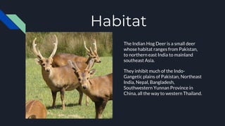 Habitat
The Indian Hog Deer is a small deer
whose habitat ranges from Pakistan,
to northern east India to mainland
southeast Asia.
They inhibit much of the Indo-
Gangetic plains of Pakistan, Northeast
India, Nepal, Bangladesh,
Southwestern Yunnan Province in
China, all the way to western Thailand.
 