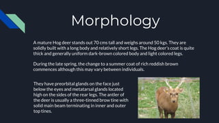 Morphology
A mature Hog deer stands out 70 cms tall and weighs around 50 kgs. They are
solidly built with a long body and relatively short legs. The Hog deer’s coat is quite
thick and generally uniform dark-brown colored body and light colored legs.
During the late spring, the change to a summer coat of rich reddish brown
commences although this may vary between individuals.
They have preorbital glands on the face just
below the eyes and metatarsal glands located
high on the sides of the rear legs. The antler of
the deer is usually a three-tinned brow tine with
solid main beam terminating in inner and outer
top tines.
 
