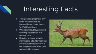 Interesting Facts
● This species is gregarious only
when the conditions are
favourable and do not form a
‘unit’ at these times.
● When alarmed, they produce a
whistling vocalization or a
warning bark.
● Hog deer are most active in
morning and late afternoon but
nocturnal activity increases in
hot temperature or when they
are hunted by humans.
 