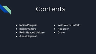 Contents
● Indian Pangolin
● Indian Vulture
● Red - Headed Vulture
● Asian Elephant
● Wild Water Buffalo
● Hog Deer
● Dhole
 