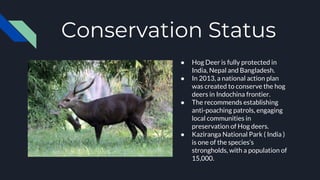 Conservation Status
● Hog Deer is fully protected in
India, Nepal and Bangladesh.
● In 2013, a national action plan
was created to conserve the hog
deers in Indochina frontier.
● The recommends establishing
anti-poaching patrols, engaging
local communities in
preservation of Hog deers.
● Kaziranga National Park ( India )
is one of the species’s
strongholds, with a population of
15,000.
 