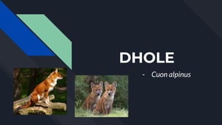 DHOLE
- Cuon alpinus
 
