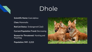 Dhole
Scientific Name: Cuon alpinus
Class: Mammalia
Red List Status: Endangered C2a(i)
Current Population Trend: Decreasing
Reason for Threatened: Hunting and
Poaching
Population: 949 - 2,215
 