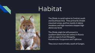 Habitat
The Dhole, is canid native to Central, south
and Southeast Asia. They primarily inhabit
mountain areas, and live mostly in alpine
meadows and high-montane steppes high
above sea-level.
The Dhole might be still present in
southern Siberia but are extinct in Russia
with no reports from Mongolia,
Kazakhstan, Kyrgyzstan and Tajikistan.
They occur most of India, south of Ganges.
 