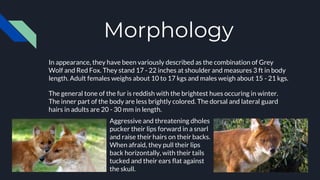 Morphology
In appearance, they have been variously described as the combination of Grey
Wolf and Red Fox. They stand 17 - 22 inches at shoulder and measures 3 ft in body
length. Adult females weighs about 10 to 17 kgs and males weigh about 15 - 21 kgs.
The general tone of the fur is reddish with the brightest hues occuring in winter.
The inner part of the body are less brightly colored. The dorsal and lateral guard
hairs in adults are 20 - 30 mm in length.
Aggressive and threatening dholes
pucker their lips forward in a snarl
and raise their hairs on their backs.
When afraid, they pull their lips
back horizontally, with their tails
tucked and their ears flat against
the skull.
 