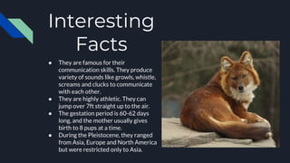 Interesting
Facts
● They are famous for their
communication skills. They produce
variety of sounds like growls, whistle,
screams and clucks to communicate
with each other.
● They are highly athletic. They can
jump over 7ft straight up to the air.
● The gestation period is 60-62 days
long, and the mother usually gives
birth to 8 pups at a time.
● During the Pleistocene, they ranged
from Asia, Europe and North America
but were restricted only to Asia.
 