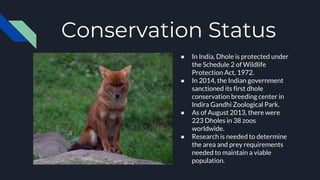 Conservation Status
● In India, Dhole is protected under
the Schedule 2 of Wildlife
Protection Act, 1972.
● In 2014, the Indian government
sanctioned its first dhole
conservation breeding center in
Indira Gandhi Zoological Park.
● As of August 2013, there were
223 Dholes in 38 zoos
worldwide.
● Research is needed to determine
the area and prey requirements
needed to maintain a viable
population.
 