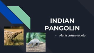 INDIAN
PANGOLIN
- Manis crassicaudata
 