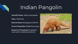 Indian Pangolin
Scientific Name: Manis crassicaudata
Class: Mammalia
Red List Status: Endangered A3d+4d
Current Population Trend: Decreasing
Reason for Threatened: Hunting for
meat and for traditional medicine.
 