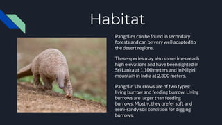 Habitat
Pangolins can be found in secondary
forests and can be very well adapted to
the desert regions.
These species may also sometimes reach
high elevations and have been sighted in
Sri Lanka at 1,100 meters and in Nilgiri
mountain in India at 2,300 meters.
Pangolin’s burrows are of two types:
living burrow and feeding burrow. Living
burrows are larger than feeding
burrows. Mostly, they prefer soft and
semi-sandy soil condition for digging
burrows.
 