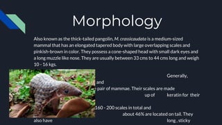 Morphology
Also known as the thick-tailed pangolin, M. crassicaudata is a medium-sized
mammal that has an elongated tapered body with large overlapping scales and
pinkish-brown in color. They possess a cone-shaped head with small dark eyes and
a long muzzle like nose. They are usually between 33 cms to 44 cms long and weigh
10 - 16 kgs.
Generally,
females are smaller than males and
have one pair of mammae. Their scales are made
up of keratin for their
protection against other
animals. They have 160 - 200 scales in total and
about 46% are located on tail. They
also have long , sticky
 
