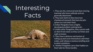 Interesting
Facts
1. They are shy, nocturnal and slow-moving
mammal who loves solitude and are
generally depressed.
2. They lack teeth so they have two
chambered stomach that have keratin
spines to crush their food.
3. Indian Pangolins have a highly
developed problem-solving brain.
4. Unlike other Pangolins, they cannot walk
on their front claws so they curl them and
walk on knees.
5. They have a defence mechanism of
rolling up and cover themselves with their
scales, and release a noxious smelling acid
to deter predators.
6. Mother Pangolins carry their babies on
their tails for three months.
 