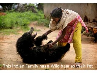 This Indian Family has a Wild bear as their Pet
 