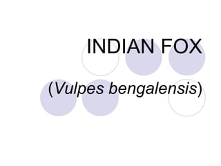 INDIAN FOX ( Vulpes bengalensis ) 