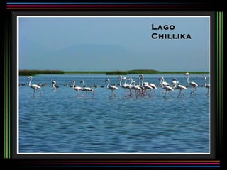 Lago
Chillika
 