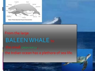 From the large
BALEENWHALE to
the small GREENTARTLE ,
the Indian ocean has a plethora of sea life.
 