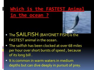 Which is the FASTEST Animal
in the ocean ?
 The SAILFISH (BAYONET FISH)is the
FASTEST animal in the ocean.
 The sailfish has been clocked at over 68 miles
per hour over short bursts of speed , because
of its long bill .
 It is common in warm waters in medium
depths but can dive deeply in pursuit of prey.
 