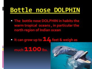 Bottle nose DOLPHIN
 The bottle nose DOLPHIN in habits the
warm tropical oceans , in particular the
north region of Indian ocean
 It can grow up to 14feet & weigh as
much 1100lbs.
 