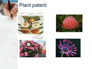 Plant patent
 