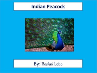 Indian Peacock
By: Roshni Lobo
 