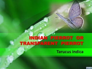 INDIAN PIERROT OR
TRANSPARENT PIERROT
Tarucus indica
 
