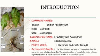 Indian Podophyllum [Autosaved].pptx done | PPTX