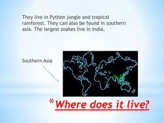 Where does it live?They live in Python jungle and tropical rainforest. They can also be found in southern asia. The largest snakes live in India.Southern Asia