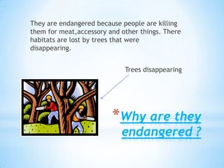 Why are they endangered ?They are endangered because people are killing them for meat,accessory and other things. There habitats are lost by trees that were disappearing.                                             Trees disappearing