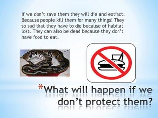 If we don’t save them they will die and extinct. Because people kill them for many things! They so sad that they have to die because of habitat lost. They can also be dead because they don’t have food to eat. What will happen if we don’t protect them?