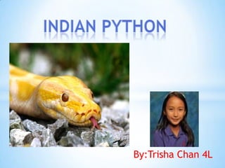 Indian python By:Trisha Chan 4L 