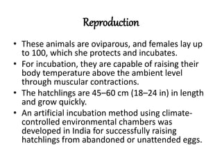 Reproduction
• These animals are oviparous, and females lay up
to 100, which she protects and incubates.
• For incubation, they are capable of raising their
body temperature above the ambient level
through muscular contractions.
• The hatchlings are 45–60 cm (18–24 in) in length
and grow quickly.
• An artificial incubation method using climate-
controlled environmental chambers was
developed in India for successfully raising
hatchlings from abandoned or unattended eggs.
 