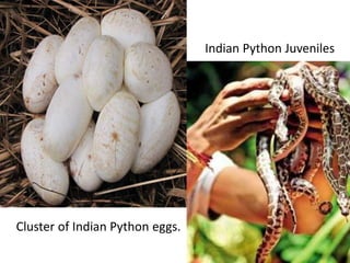 Cluster of Indian Python eggs.
Indian Python Juveniles
 