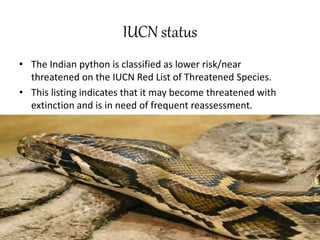 IUCN status
• The Indian python is classified as lower risk/near
threatened on the IUCN Red List of Threatened Species.
• This listing indicates that it may become threatened with
extinction and is in need of frequent reassessment.
 