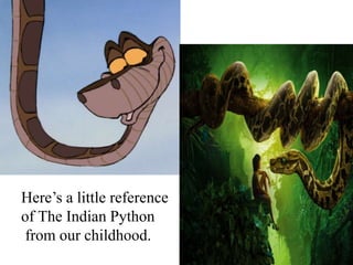 Here’s a little reference
of The Indian Python
from our childhood.
 