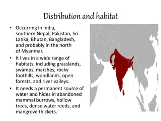 Distribution and habitat
• Occurring in India,
southern Nepal, Pakistan, Sri
Lanka, Bhutan, Bangladesh,
and probably in the north
of Myanmar.
• It lives in a wide range of
habitats, including grasslands,
swamps, marshes, rocky
foothills, woodlands, open
forests, and river valleys.
• It needs a permanent source of
water and hides in abandoned
mammal burrows, hollow
trees, dense water reeds, and
mangrove thickets.
 