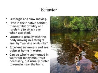 Behavior
• Lethargic and slow moving.
• Even in their native habitat,
they exhibit timidity and
rarely try to attack even
when attacked.
• Locomote usually with the
body moving in a straight
line, by "walking on its ribs".
• Excellent swimmers and are
quite at home in water.
• Can be wholly submerged in
water for many minutes if
necessary, but usually prefer
to remain near the bank.
 