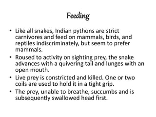 Feeding
• Like all snakes, Indian pythons are strict
carnivores and feed on mammals, birds, and
reptiles indiscriminately, but seem to prefer
mammals.
• Roused to activity on sighting prey, the snake
advances with a quivering tail and lunges with an
open mouth.
• Live prey is constricted and killed. One or two
coils are used to hold it in a tight grip.
• The prey, unable to breathe, succumbs and is
subsequently swallowed head first.
 