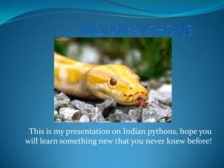 Indian Pythons This is my presentation on Indian pythons, hope you will learn something new that you never knew before! 