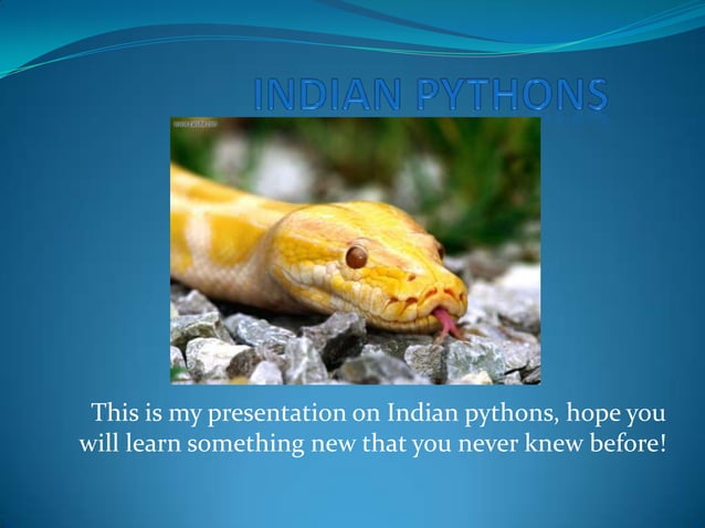 Indian pythons work 2 | PPT