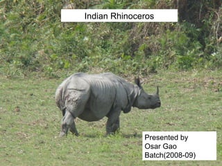 Indian Rhinoceros
Presented by
Osar Gao
Batch(2008-09)
 