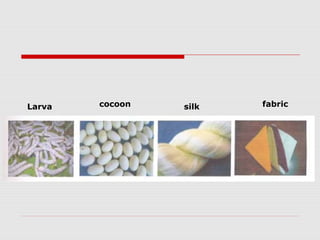Larva cocoon silk fabric 
 