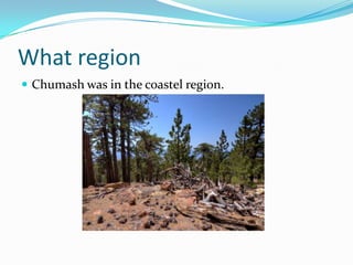 What region
 Chumash was in the coastel region.
 